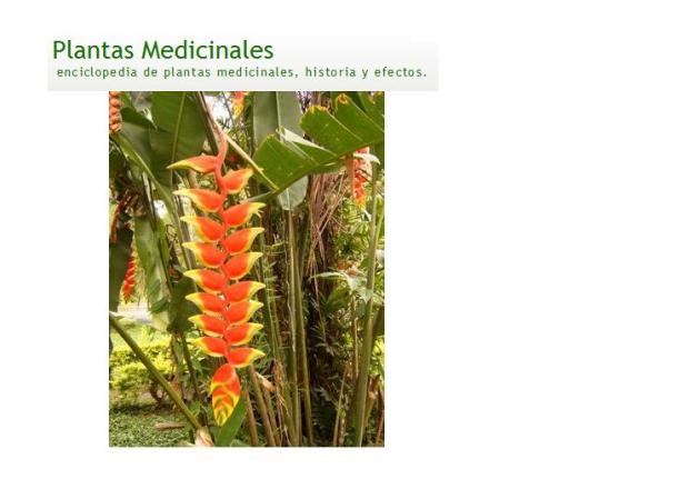 Enciclopedia plantas medicinales